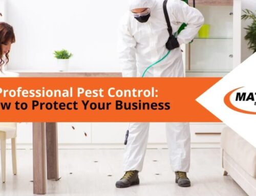 Professional Pest Control: How to Protect Your Business